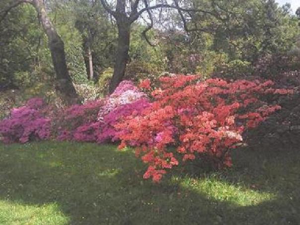 rododendrony